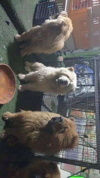 Imported chow chow dogs available for sale 3