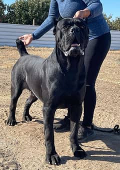 CANE corso puppies available for sale