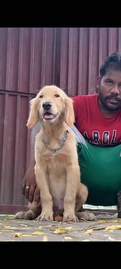 imported Golden retriever puppies available for sale