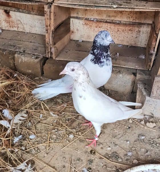 pigeons breeder pair birds lovebirds hen astrolop fancy hen eggs 1