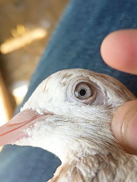 pigeons breeder pair birds lovebirds hen astrolop fancy hen eggs 3