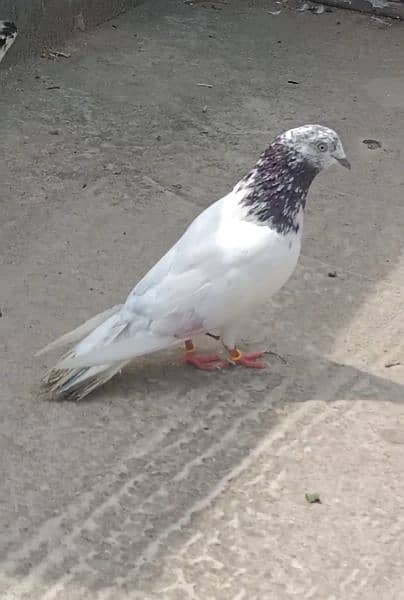 pigeons breeder pair birds lovebirds hen astrolop fancy hen eggs 4