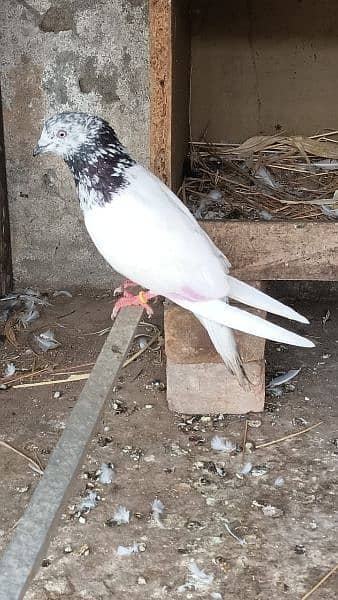 pigeons breeder pair birds lovebirds hen astrolop fancy hen eggs 5