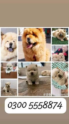 Chow chow for sale olx best sale