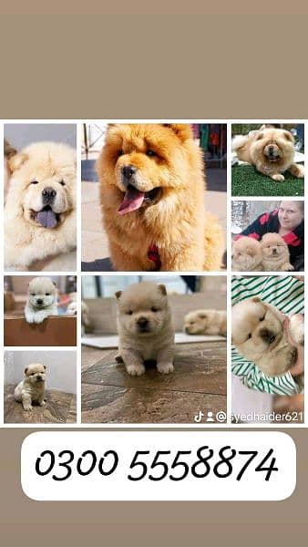 Imported chow chow dogs available for sale 0