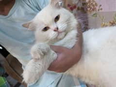 2 Persian Cats Male Fully Trained and Friendly