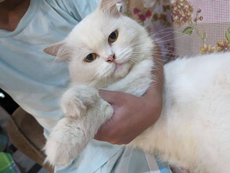 2 Persian Cats Male Fully Trained and Friendly 0