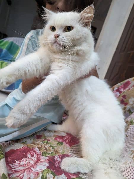 2 Persian Cats Male Fully Trained and Friendly 2