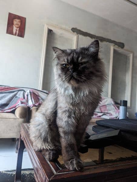 2 Persian Cats Male Fully Trained and Friendly 5