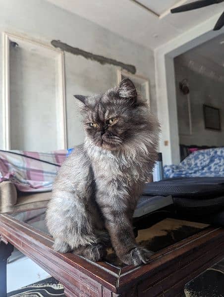 2 Persian Cats Male Fully Trained and Friendly 6