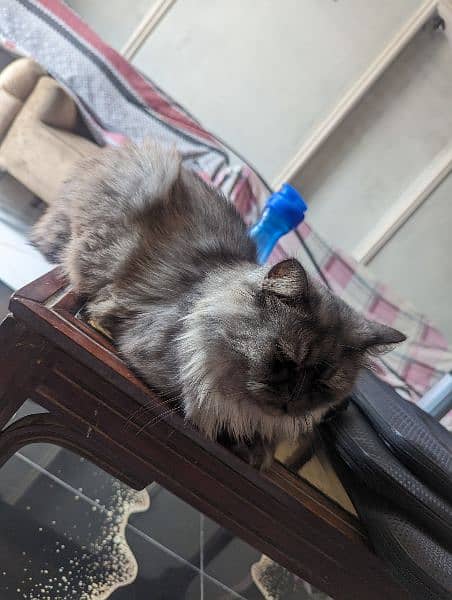 2 Persian Cats Male Fully Trained and Friendly 8