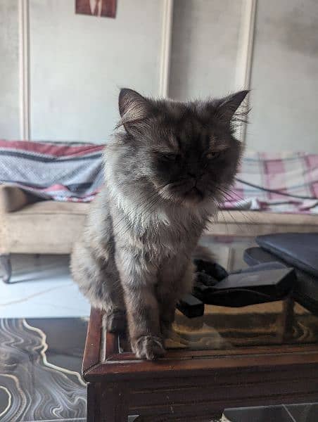 2 Persian Cats Male Fully Trained and Friendly 9