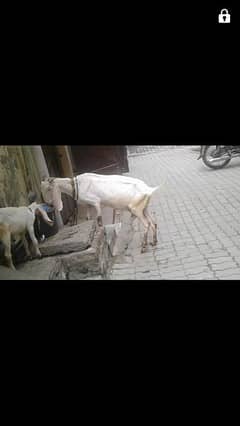 Pure White gulagi bakri03084589169