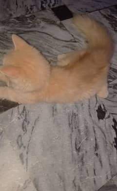 cat for sell contact me fast