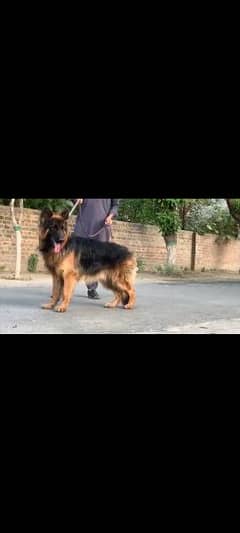 pedigree German shepherd male available for sale 0