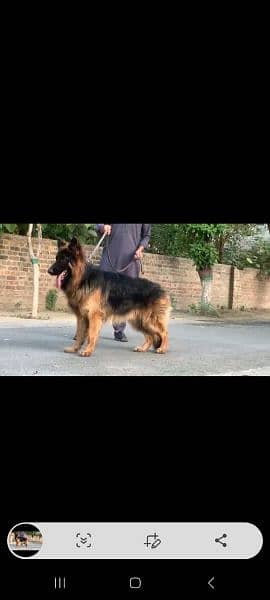 pedigree German shepherd male available for sale 1