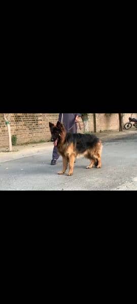 pedigree German shepherd male available for sale 4