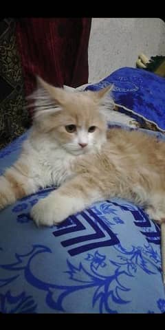 Persian cat for sale 0