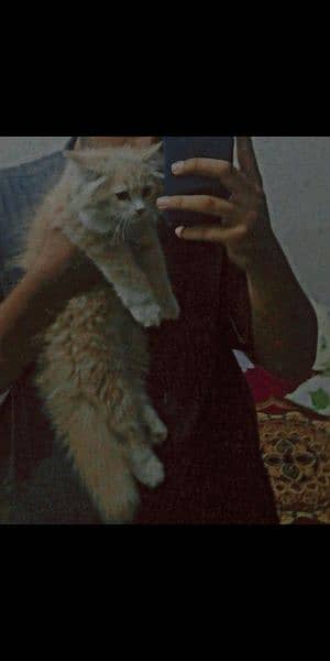 Persian cat for sale 2