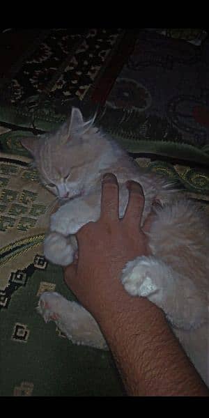 Persian cat for sale 3