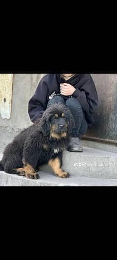 Tibetan mastiff imported puppies available for sale