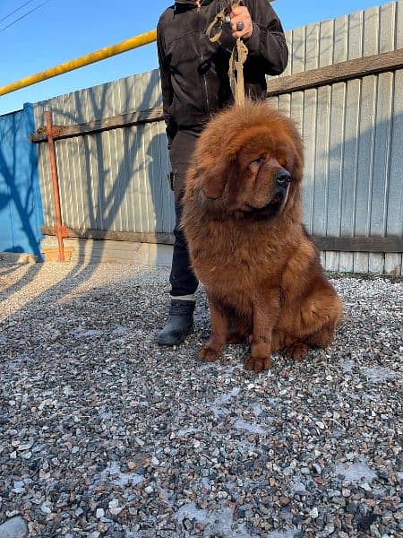 Tibetan mastiff imported puppies available for sale 1