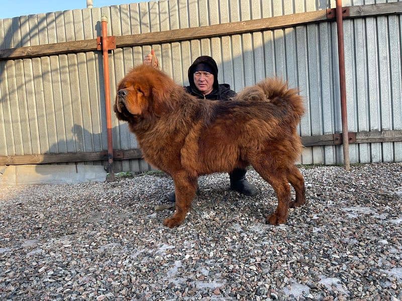 Tibetan mastiff imported puppies available for sale 2