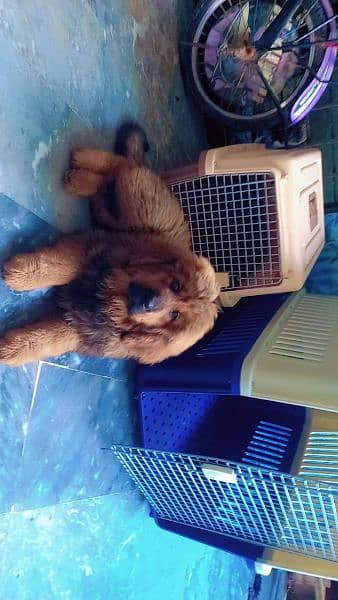 Tibetan mastiff imported puppies available for sale 3