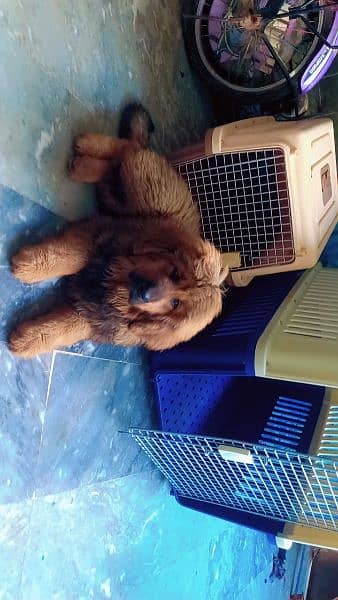 Tibetan mastiff imported puppies available for sale 4