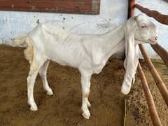 Gulabi Kids / Goat / Bakra/ Bakri / Desi /white desi 0