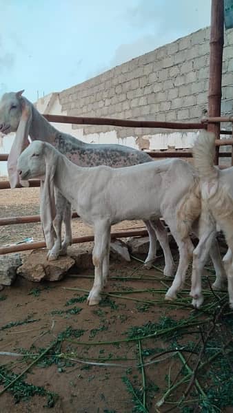 Gulabi Kids / Goat / Bakra/ Bakri / Desi /white desi 17