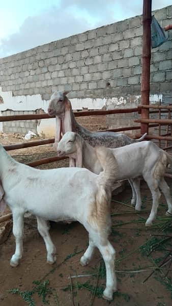 Gulabi Kids / Goat / Bakra/ Bakri / Desi /white desi 18