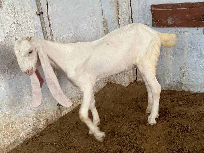 Gulabi Kids / Goat / Bakra/ Bakri / Desi /white desi 1