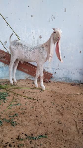 Gulabi Kids / Goat / Bakra/ Bakri / Desi /white desi 15