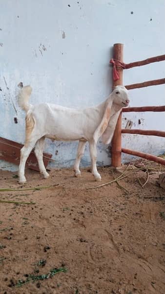 Gulabi Kids / Goat / Bakra/ Bakri / Desi /white desi 14