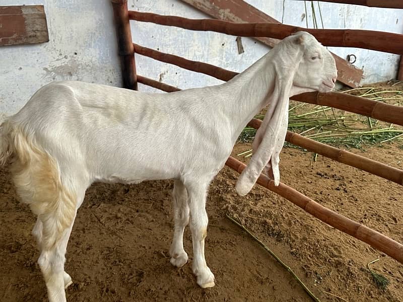 Gulabi Kids / Goat / Bakra/ Bakri / Desi /white desi 9