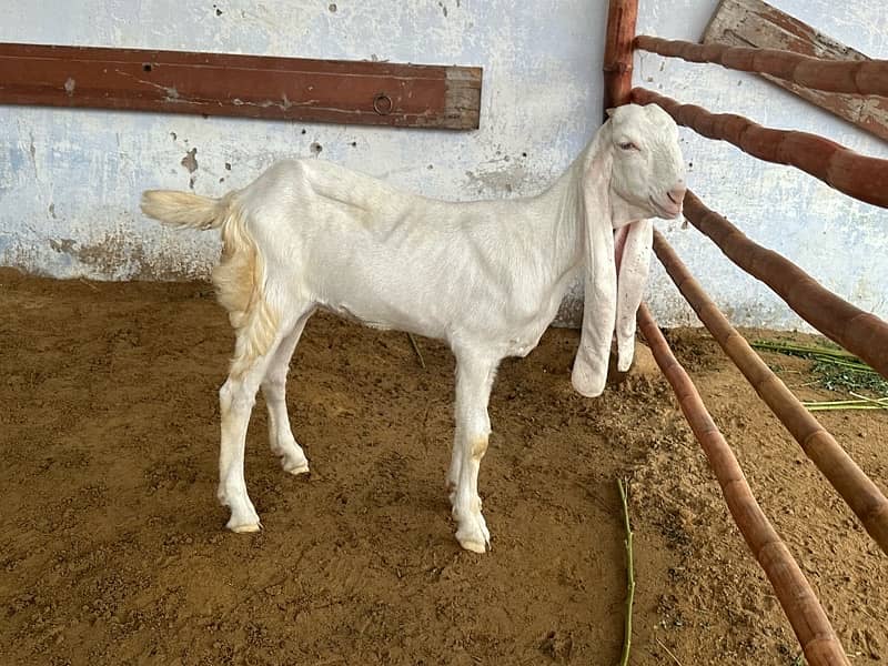 Gulabi Kids / Goat / Bakra/ Bakri / Desi /white desi 11