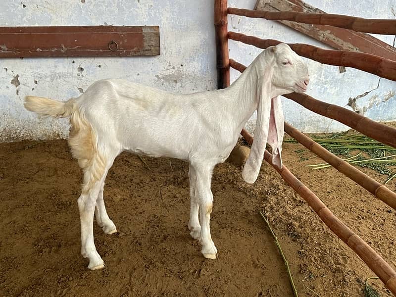 Gulabi Kids / Goat / Bakra/ Bakri / Desi /white desi 12