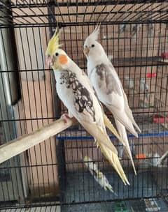 Beautiful, quality and perfect breeder pair cockatiel / cocktail