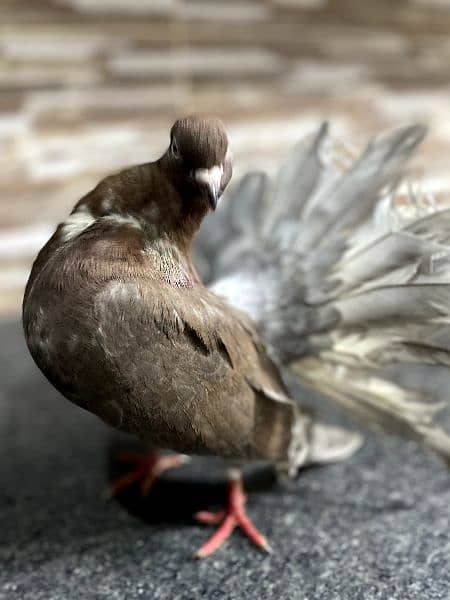 Pure English fantail, yellow female with yellow eyes ,zinc male 9