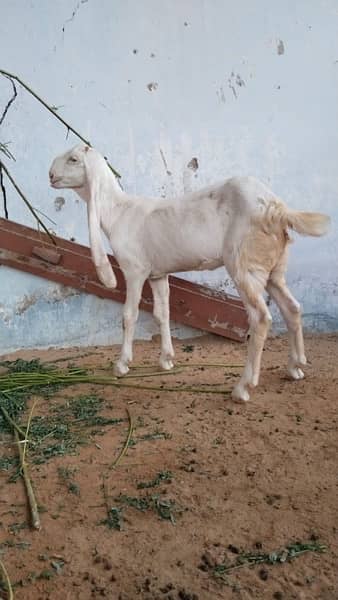 Gulabi Kids / Goat / Bakra/ Bakri / Desi /white desi 5