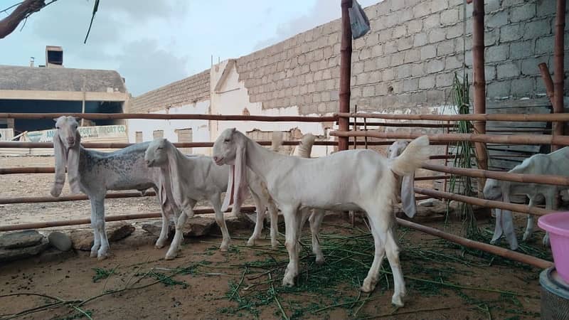 Gulabi Kids / Goat / Bakra/ Bakri / Desi /white desi 16