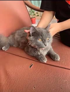 grey persian cat triple coat