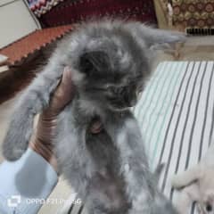 male female Persian kitten