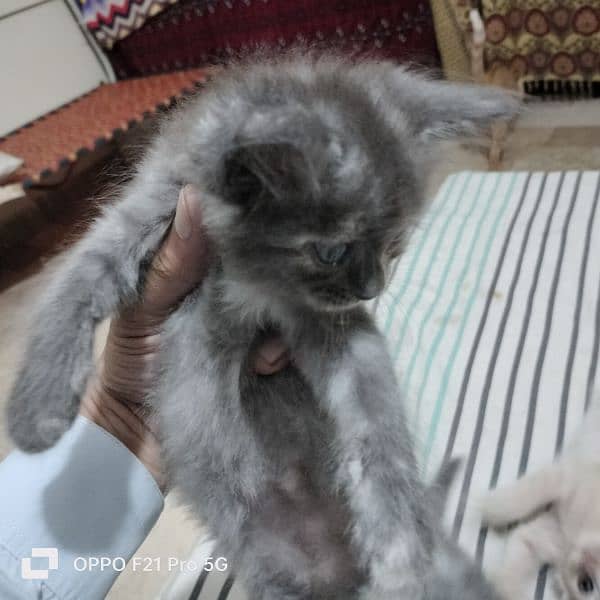 male female Persian kitten 0