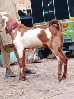 Dassi Bakra