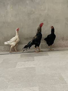 Indian and Afghani Imported Parrot Beak Chicks