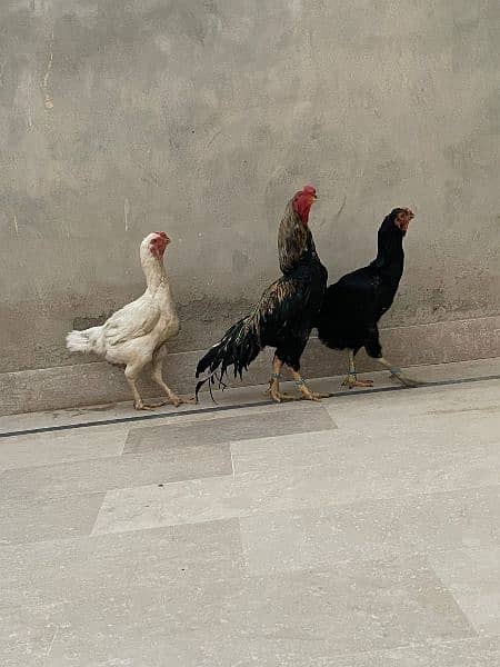 Indian and Afghani Imported Parrot Beak Chicks 2