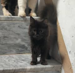 Persian Black Female kitten