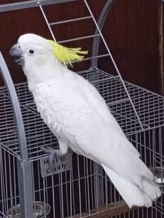 sulphur cockatoo female